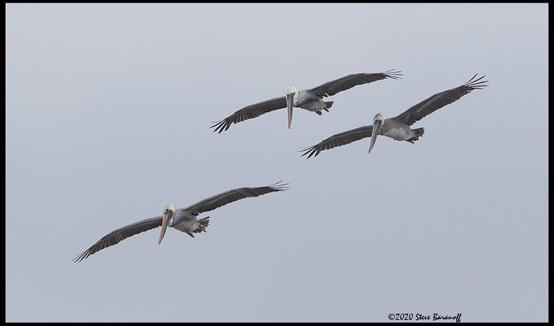 _0SB1374 brown pelicans.jpg